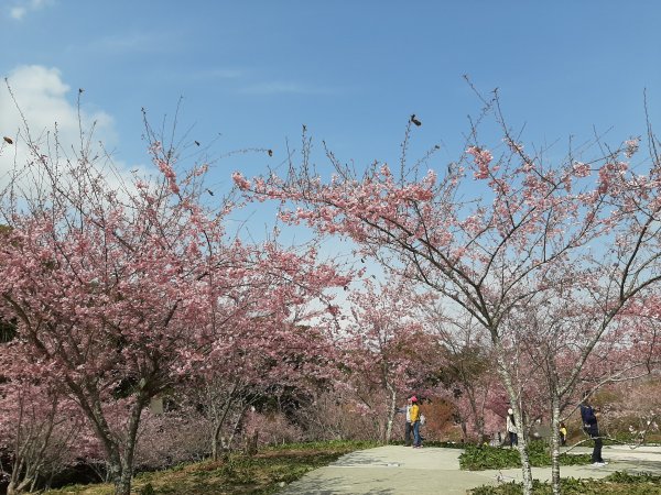 櫻花樹下的浪漫〡千櫻園874713