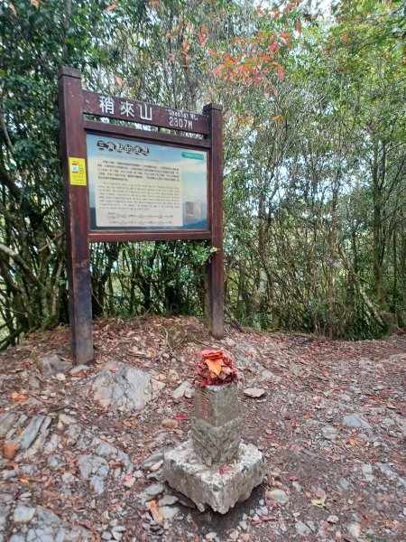 【台中和平】巧遇藍腹鷴帝雉。 稍來山步道2749913