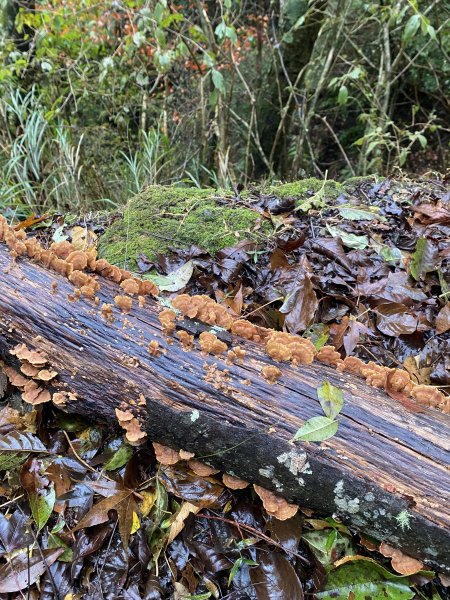 大霸尖山3日(2024.12.24~12.26)2813817