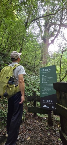 拉拉山巨木步道-塔曼山步道_202407022569679