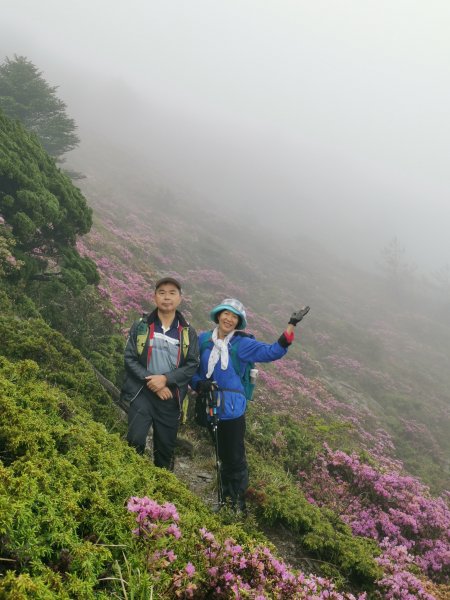 合歡北峰紅毛杜鵑盛開_202406052518315