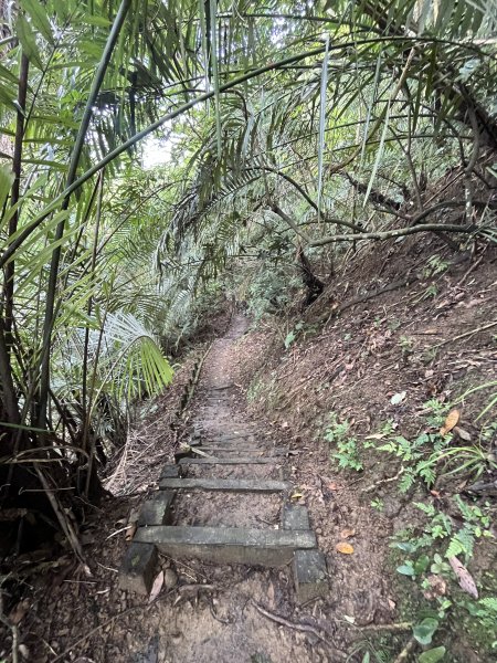 [微笑山線_第十二段] 2025_0803 五分山系_嶺腳寮山2851314