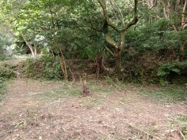 貢寮區龍洞坑古道+苦苓嶺+南雅山+海園古道O型2954612