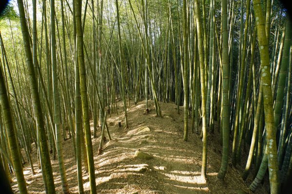 南投 鹿谷 龍鳳山、龍鳳峽山、三叉崙山、水桶寮山、內樹皮山、羊頭崙山、志騰山、竹崙山、溪頭山2962242