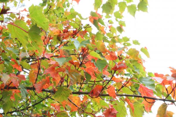 初探玉山國家公園塔塔加193693