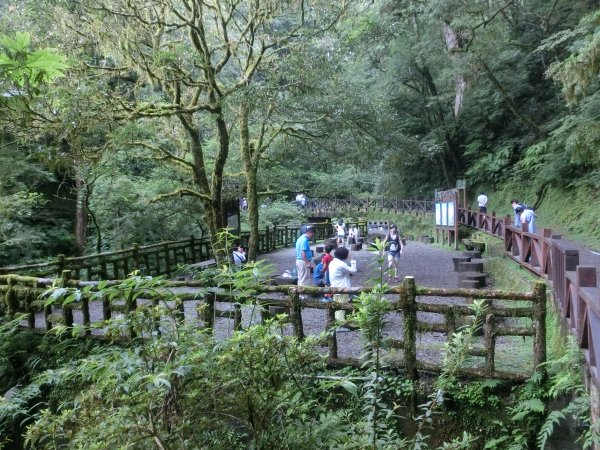 拉拉山神木群．巴陵古道620796