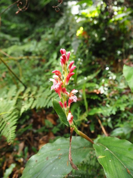 《宜蘭》北橫明珠｜明池國家森林遊樂區201805192889312