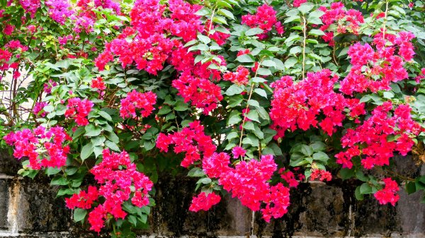 《西江月。竹子湖春》2721774