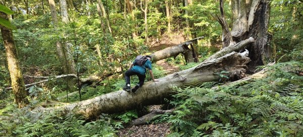 2025/05/17-凌空廊道至比麟山來回2790068