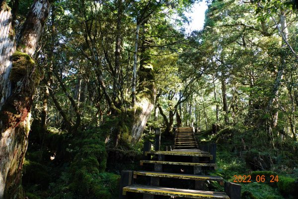宜蘭 大同 太平山森林遊樂區 檜木原始林步道1743665