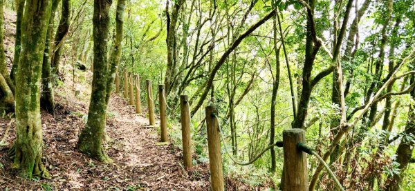 【中級山縱走】水雲三星，橫龍山，騰龍山，橫龍古道2742980