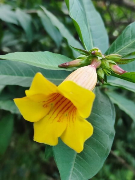 基隆紅獅劉蚵縱走2979380