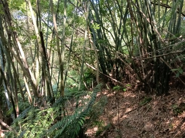 汐止區金明山B線+如意湖O型2860242