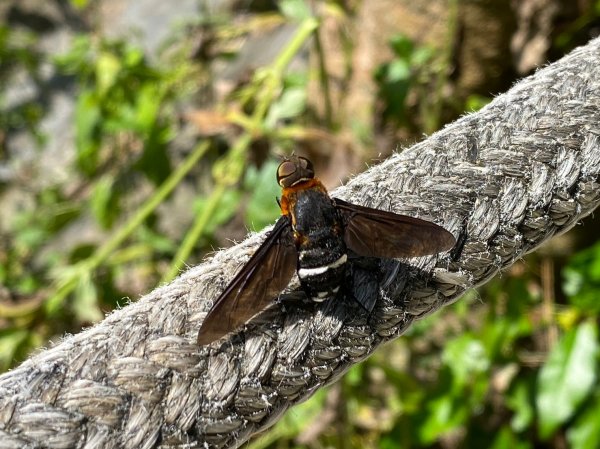 羅木斯溪步道.情人谷瀑布【一日雙瀑布 清涼暢快一整天】2313129