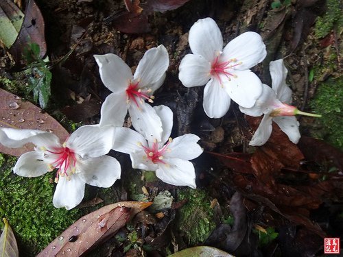 【新北市】汐止白雲登山步道桐花開了