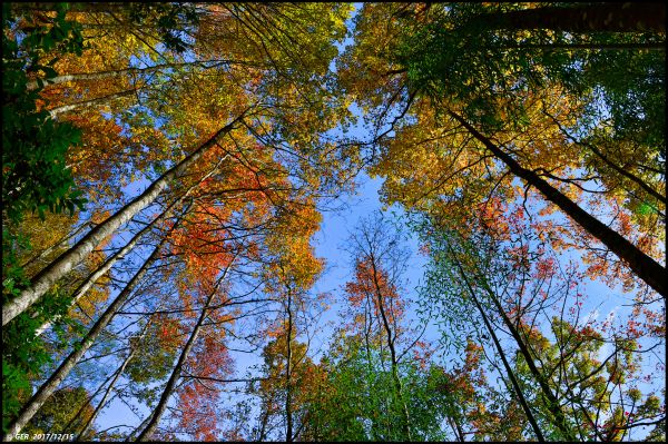 薩克亞金溪的楓香 ~ 霞喀羅古道224552