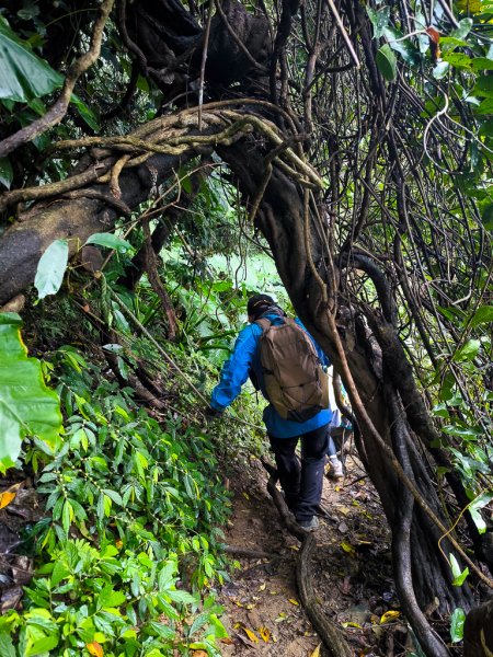 2025-03-08 汶水三山：金童山、汶水山、玉女山 連走2736557