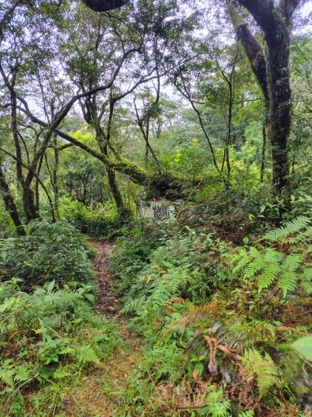 渭水之丘 烘爐地山 抹茶山 三角崙山2938738