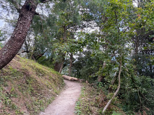 司馬庫斯巨木群登山步道2862124