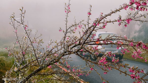 #望洋山 #太平山觀雲步道 #霧淞 #雲海 #帝雉 3/172737656