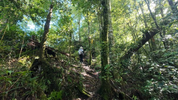 阿里山頂湖三連峰:天福山、芙蓉山、凸龜山2810091
