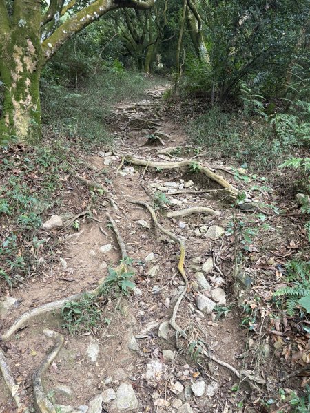 20251227尾寮山登山步道2970498