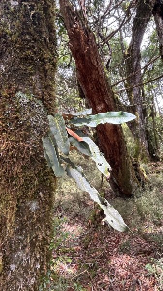 四季林道加羅山檜木池3044558