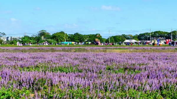 富岡仙草花2942401