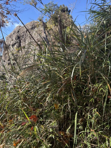 20251225塔山步道(大塔山)2970398