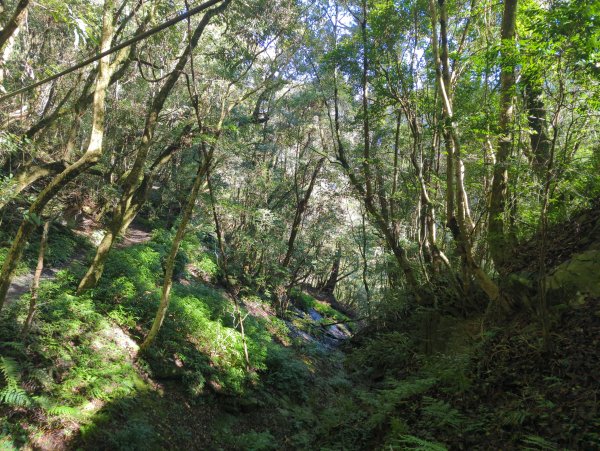 2026.01.03－鎮西堡B區神木群2981123