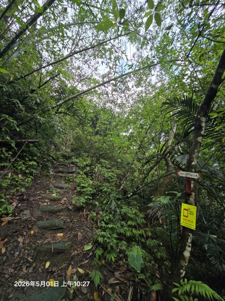 2026-05-01鳥嘴山(上島山)步道3046811