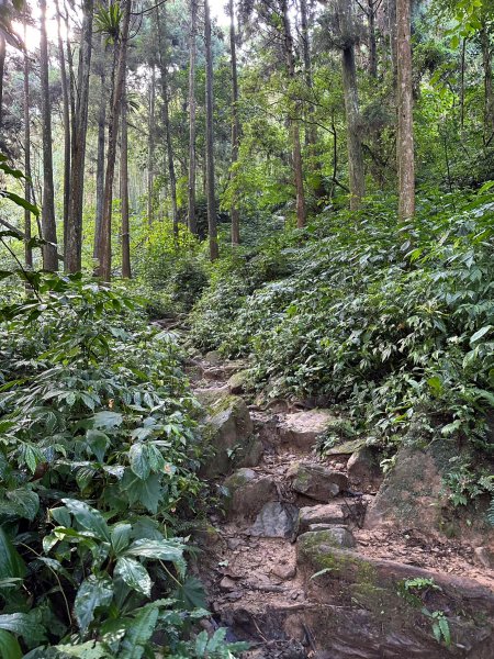 陡上陡下的溪頭鳳凰山1872914