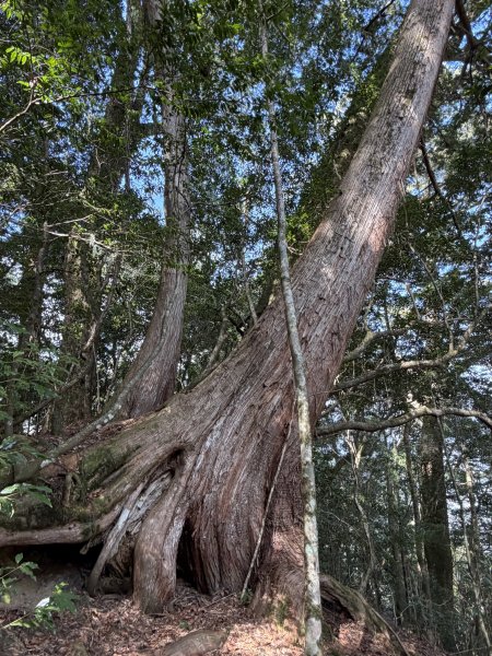 鎮西堡巨木步道B區全段+A區部分3008533