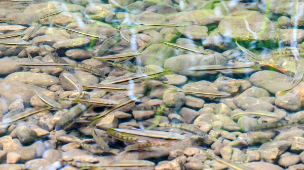 三貂嶺瀑布群,野人谷瀑布群2832485