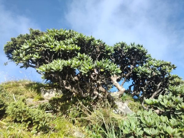 1140812合歡東峰3098171