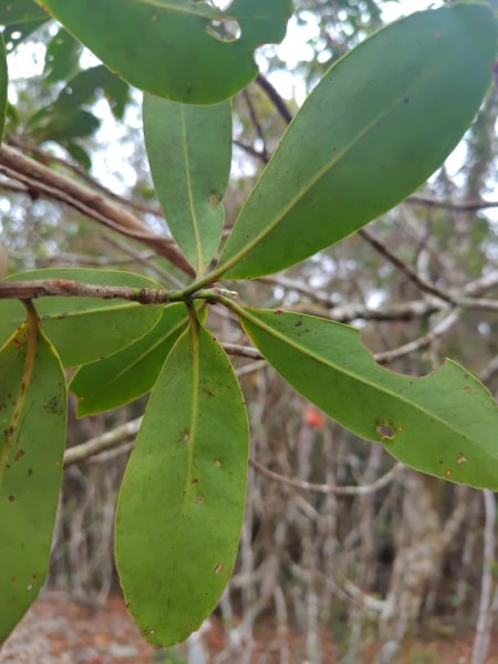 多納六秀 屯子山 安通吊橋2987239