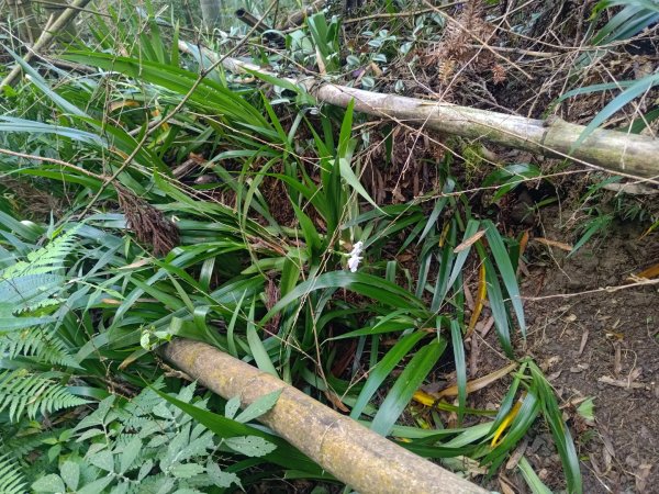 回歸自然的杜仔湖步道上雙子山2677789