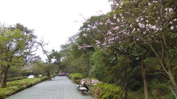 花團錦簇的陽明公園、海芋似雪的竹子湖889647