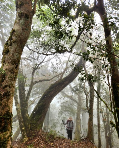 【中級山縱走】魯壁山，東穗山，大島田山，宇老觀景台2771652