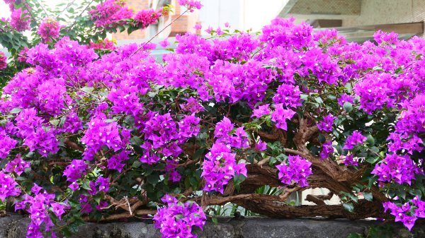 《西江月。竹子湖春》2721775