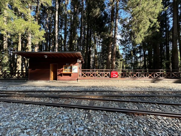 阿里山園區巨木群步道繞一圈2420751