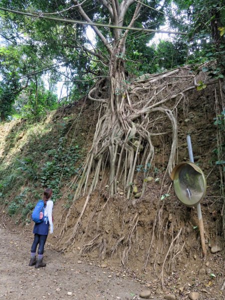 隴頂古道 藤山步道 萬里長城步道 大O繞1757691