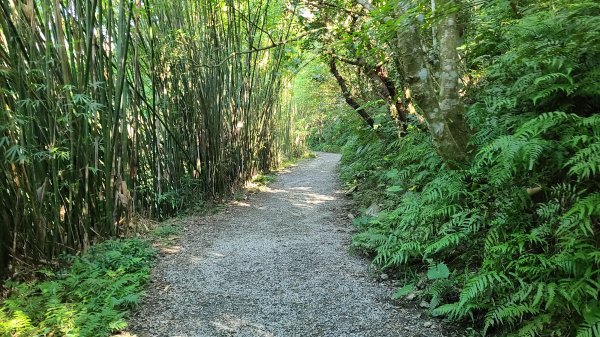 2021-1111 抹茶山三角崙山1510679