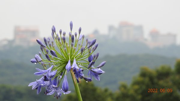 雲山水花鳥蝶 - 雲霧飄渺間的101大樓也是天空之城 ?1731695