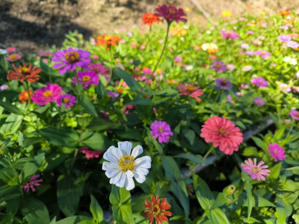 20250928微笑山線：【二格山系】銀河洞越嶺段2896194