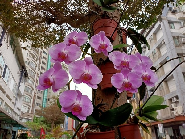 春暖花開的內湖文德三號公園、瑞陽公園、大港墘公園【齊心鞋力向前走】2025377