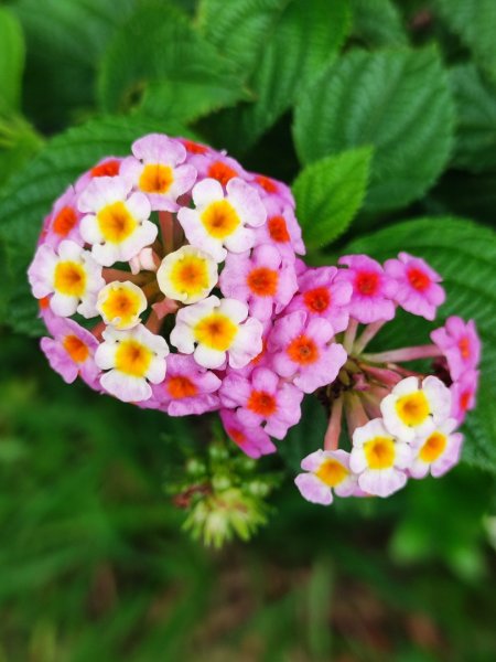 台中大甲鐵砧山2769470