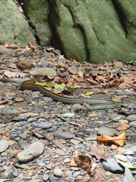 礁溪車站-跑馬古道-迴音谷瀑布-鵲子山2826640