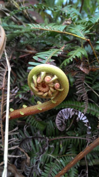 輕旅遊記~拳頭姆步道464478