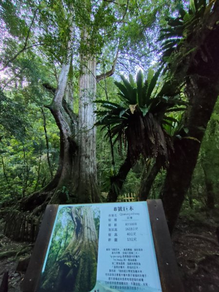 司馬庫斯神木群（西丘斯山、雪白山、東泰野寒山）2203616